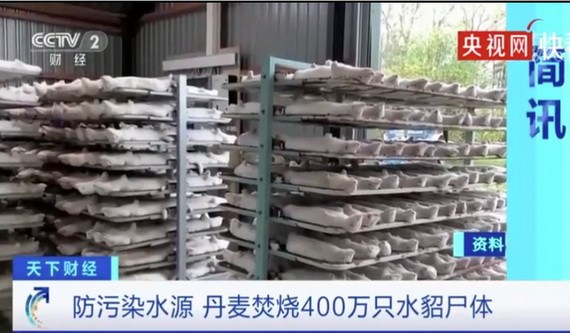 丹麥焚燒 400 萬水貂屍體