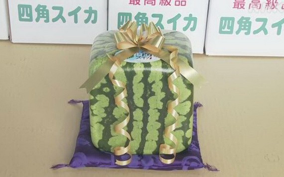 日本方形西瓜上市