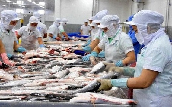 查魚初加工工段。(圖源:秋莊)