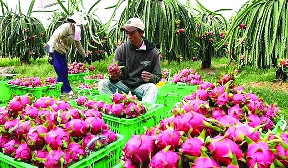 農民在收成火龍果。（圖源：互聯網）