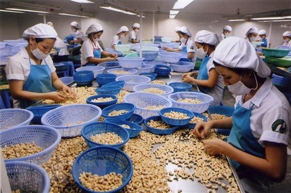 平福省腰果與農產食品加工公司的生產線一瞥。(圖源:越通社)
