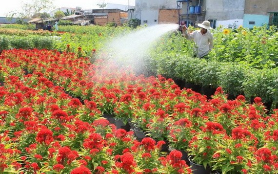 一名沙瀝市農夫在為其種植的花園澆水。（圖源：越通社）