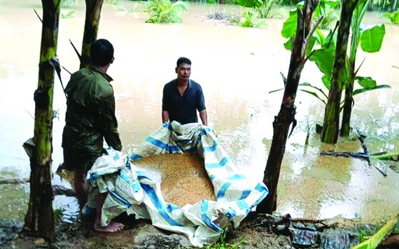 強降雨致上千公頃農地受淹