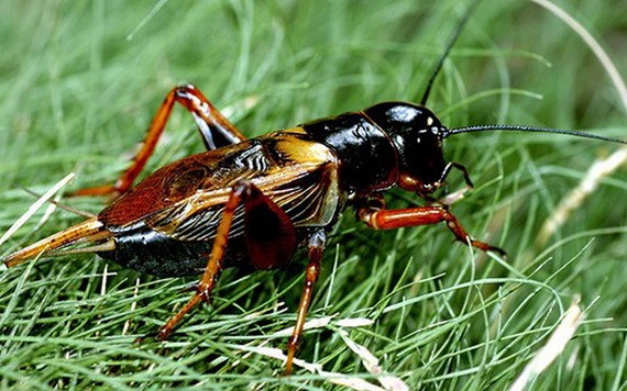 （示意圖源：互聯網） 