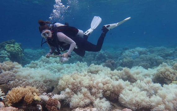由於水溫升高,澳大利亞東岸的大堡礁珊瑚被“漂白”。(圖源:EPA)