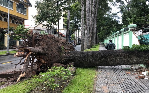 圖為10月9日，第一郡阮秉謙街旁上的一棵大樹連根拔起壓垮草禽園的一段圍墻。（圖源：周俊）