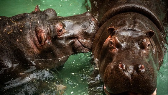 比利時Antwerp動物園兩隻河馬驗出新型冠狀病毒陽性。（圖：Antwerp動物園）