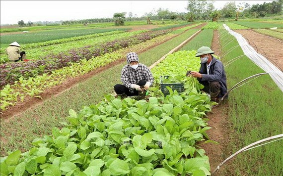 圖為河內市懷德縣前安鄉無公害蔬菜基地一景。(圖:越通社)
