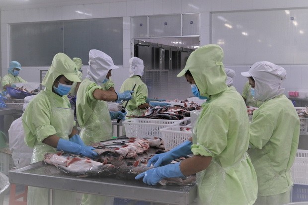 披荊斬棘水產出口繼續拓展市場 ảnh 4