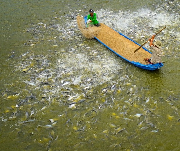 越南查魚繼續游向大海  ảnh 2