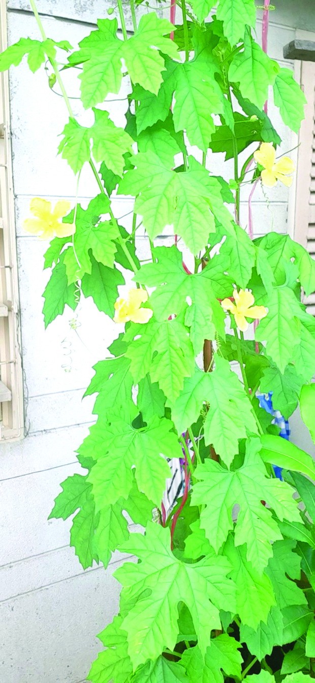 居家自娛自樂 ảnh 1