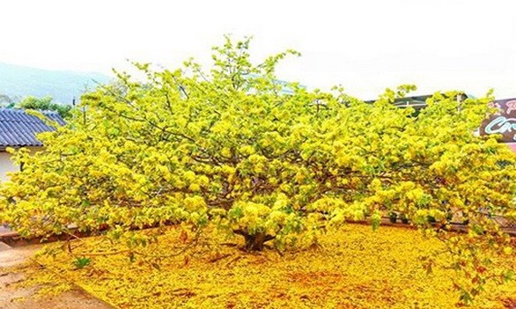 南部人認為黃梅花象徵著吉祥。