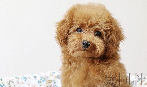 玩具貴賓犬連續13 年穩居榜首