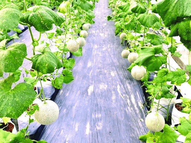 “綠農莊”─體驗村野純樸生活 ảnh 4