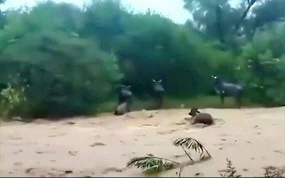 連日來，南美國家玻利維亞遭遇強降雨，導致多地受災嚴重。（圖：視頻截圖）