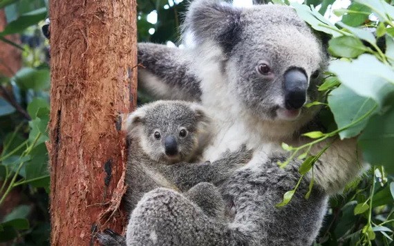 澳大利亞國寶考拉。（圖：互聯網）