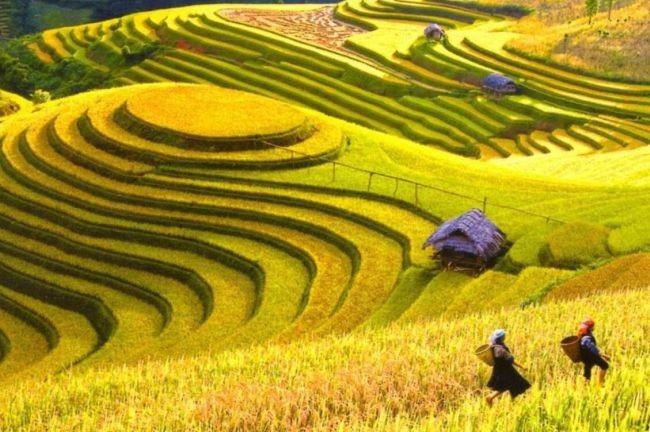 黃樹腓稻田成熟的景色深受旅客喜愛。
