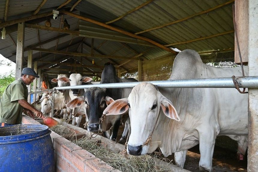 一名少數民族農夫在給家裡的牛群飼餵。(圖:垂楊)