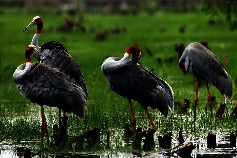《江城子》晚秋遊同塔鳥場