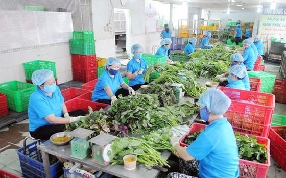 無公害蔬菜加工生產線一隅。