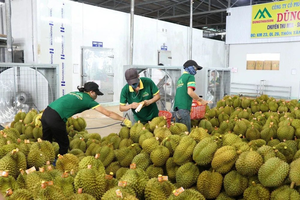 一家農產品出口公司的員工們在給出口榴蓮貼上產品原產地標示貼紙。（圖：越通社）