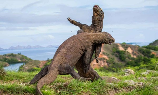 印尼科莫多島奇妙冒險之旅 ảnh 1