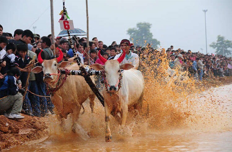 安江七山鬥牛。