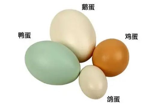 那種蛋類最補充蛋白質？