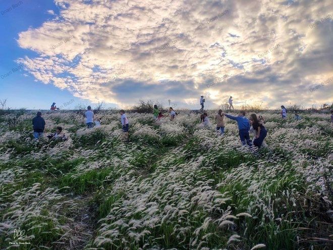 蘆葦田野吸引遊客 ảnh 1