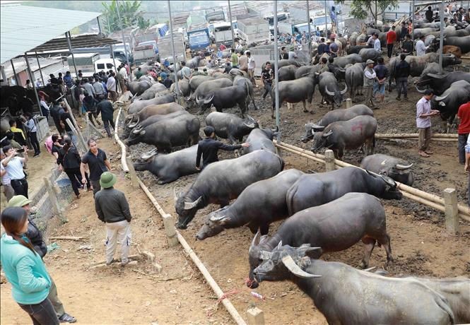 嚴管跨境牛群非法運送情況