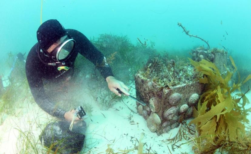 一名潛水員在海底打撈鮑魚。（圖：互聯網）