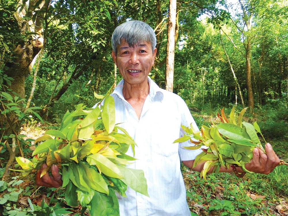 摘黄牛木叶（成侦图）