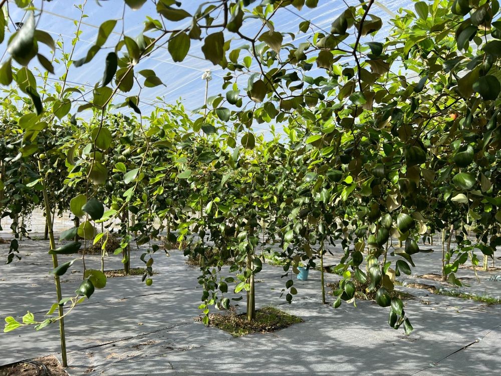 等待遊客采摘的果实