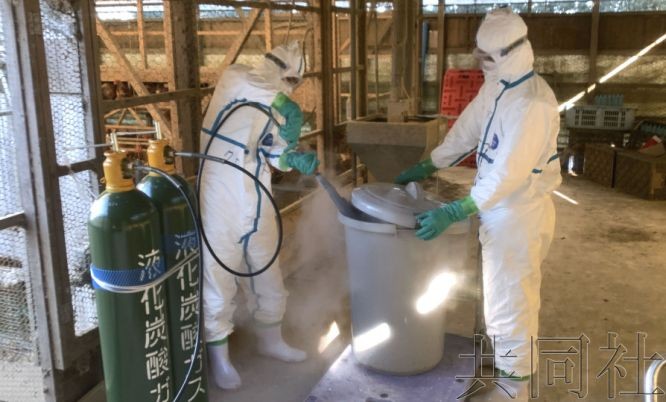 1月3日上午,千叶县政府职员在发生禽流感的旭市某养鸡场开展扑杀作业。(图:共同社)