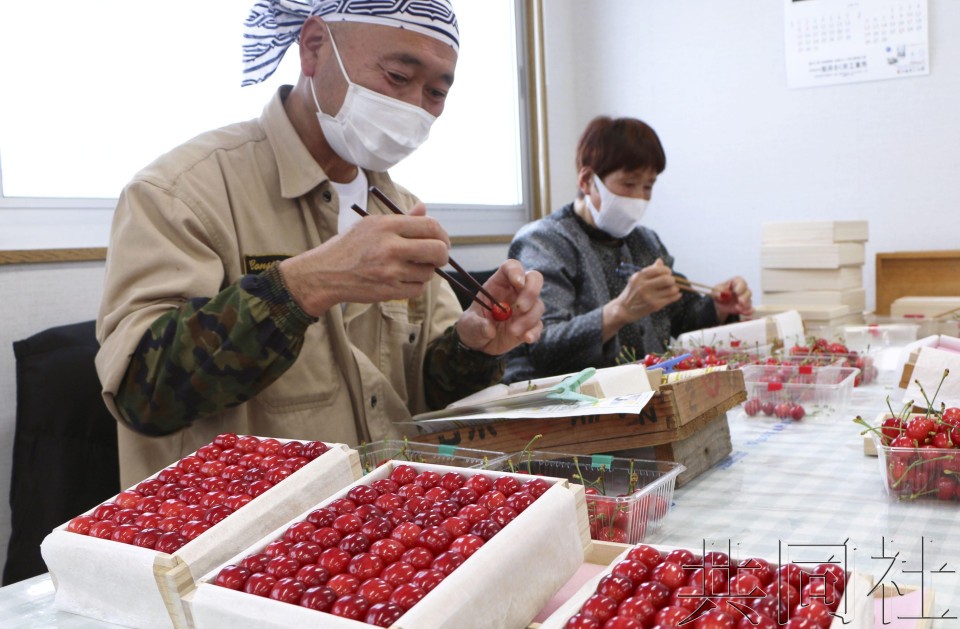 装箱出货的高档樱桃品种“佐藤锦”。(图:共同社)