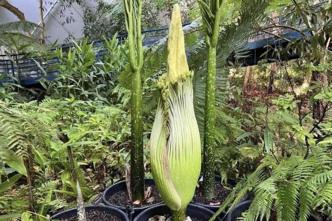 含苞待放的泰坦魔芋。(图:互联网)