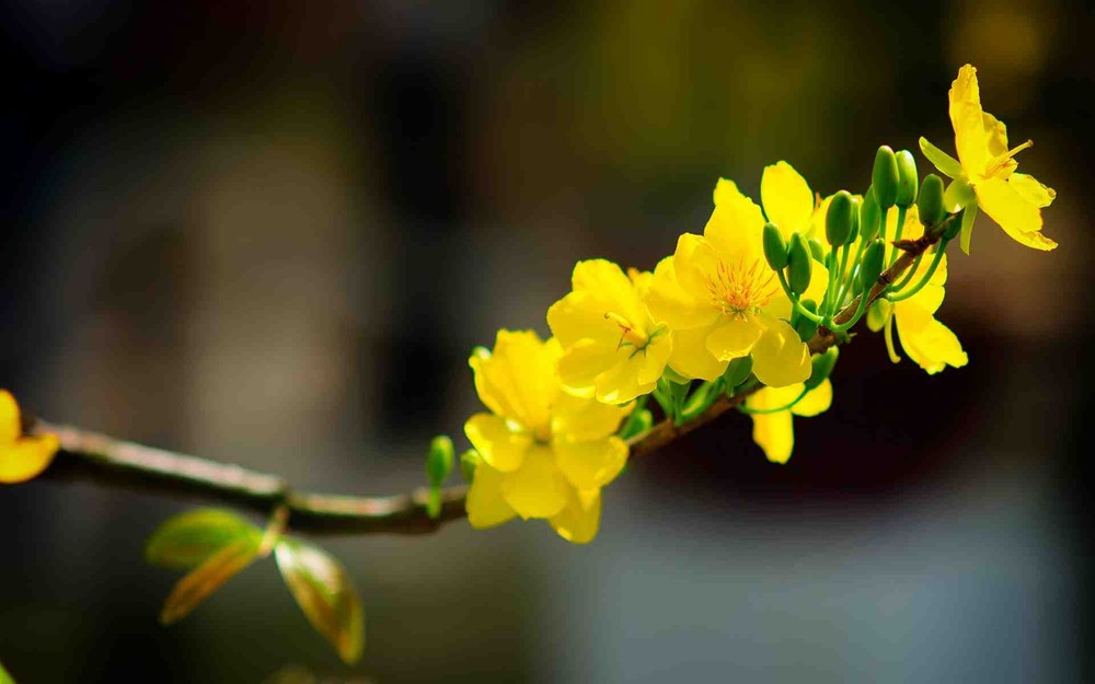 春花