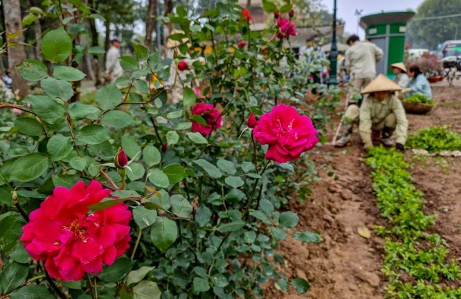 河内陈仁宗街种万棵玫瑰花