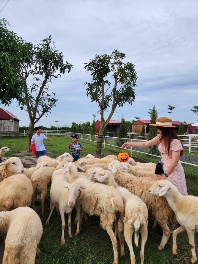 游客参观绵羊农场。 游客参观绵羊农场。