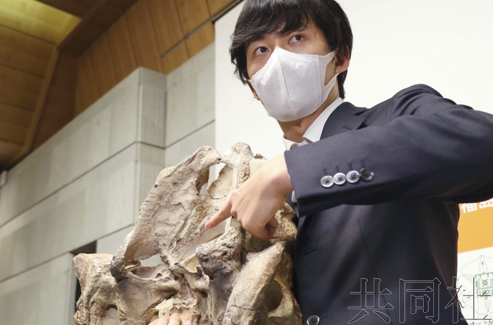 2月15日下午,福岛县立博物馆学艺员吉田纯辉用绘龙化石复制品指出有喉头骨骼的部分。(图:共同社)