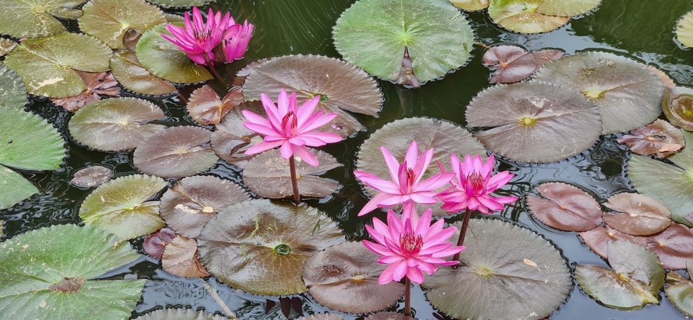 池上舞 晓东 摄