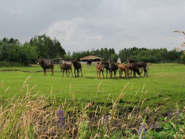 给斯卡德动物园。