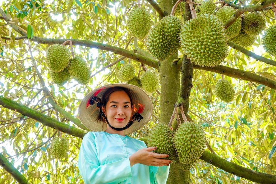 越南目前已有246个榴莲种植区获准向中国出口新鲜榴莲。（图：TNO）