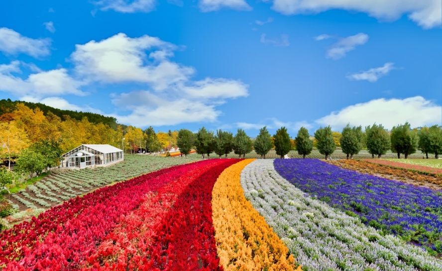 在日本北海道赏花。