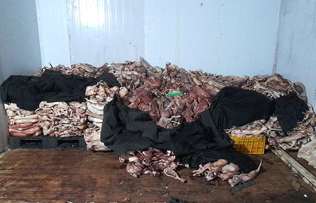 职能力量突查发现冷冻库里存有1吨多来历不详的冷冻猫。(图:同塔报)