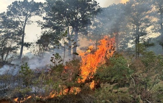 大勒焚烧植被情况日益严重
