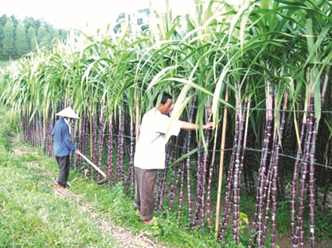 滀臻省甘蔗涨价农民盈利高