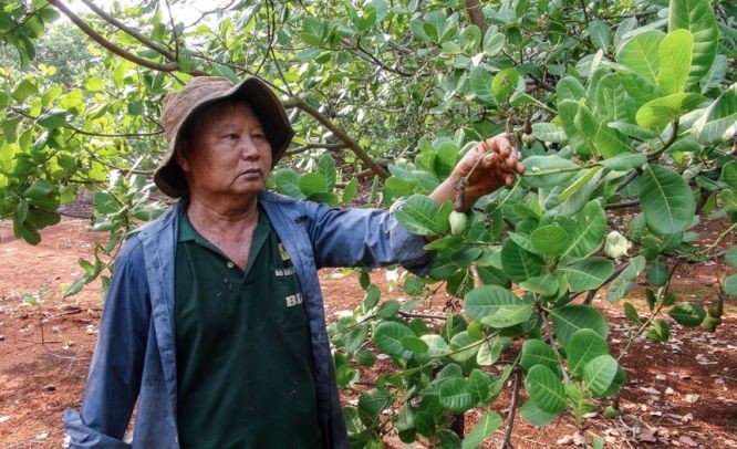 我国最大腰果产地的平福省近年因天气欠佳而导致失收。（图：黎银）