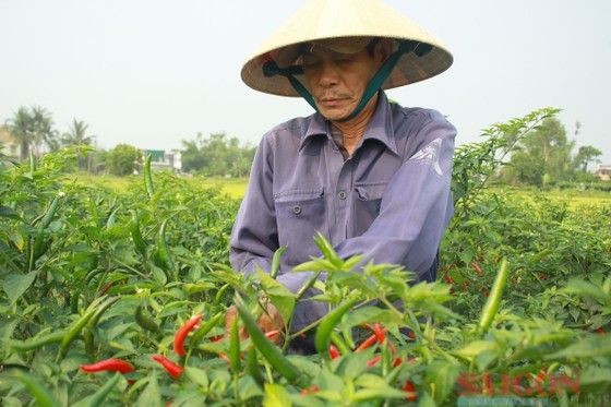 辣椒价格飙升