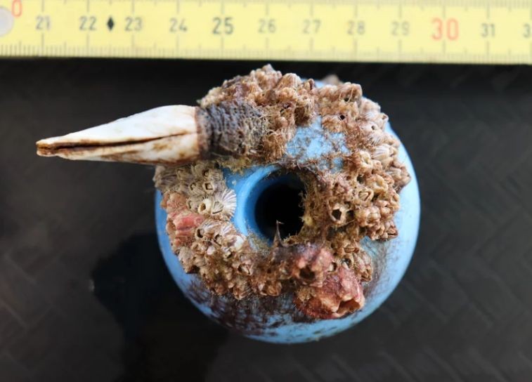 垃圾上的藤壶。(图:互联网)